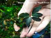 Буцефаландра Bucephalandra sp. Black Frost