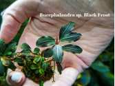 Буцефаландра Bucephalandra sp. Black Frost