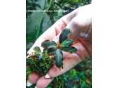 Буцефаландра Bucephalandra sp. Black Frost