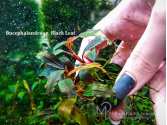 Буцефаландра Bucephalandra sp. Black Leaf