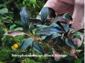Буцефаландра Bucephalandra sp. Black Mirage