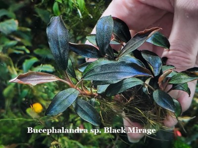 Буцефаландра Bucephalandra sp. Black Mirage