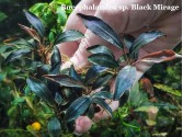 Буцефаландра Bucephalandra sp. Black Mirage