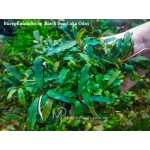 Буцефаландра Bucephalandra sp. Black Pearl aka Odin Буцефаландра Bucephalandra sp. Black Pearl aka Odin