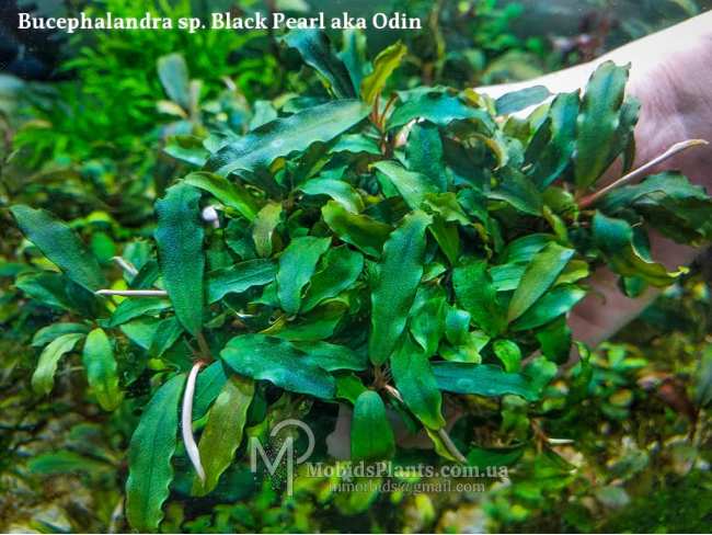 Буцефаландра Bucephalandra sp. Black Pearl aka Odin