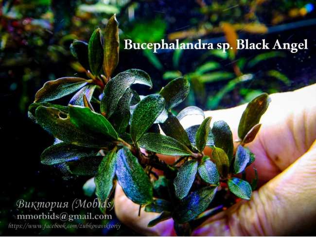 Буцефаландра Bucephalandra sp. Black Angel