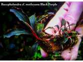 Буцефаландра Bucephalandra cf. motleyana Black Purple