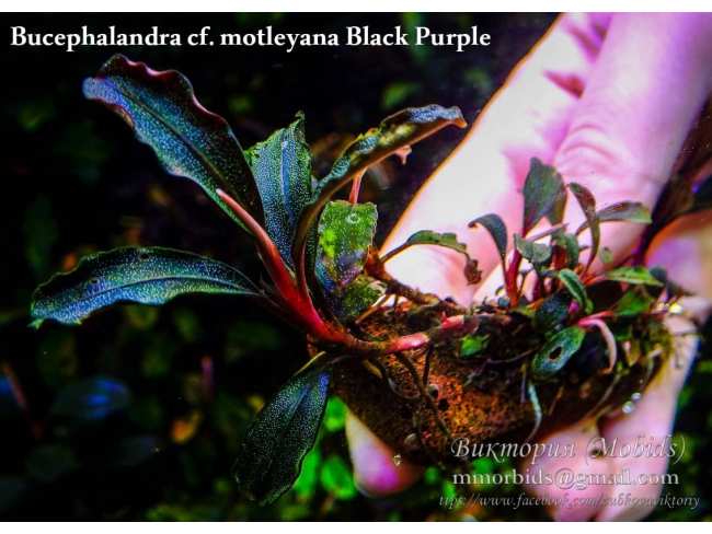 Буцефаландра Bucephalandra cf. motleyana Black Purple