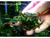 Буцефаландра Bucephalandra sp. Black Velvet