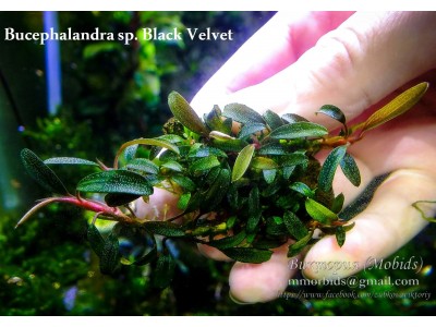 Буцефаландра Bucephalandra sp. Black Velvet
