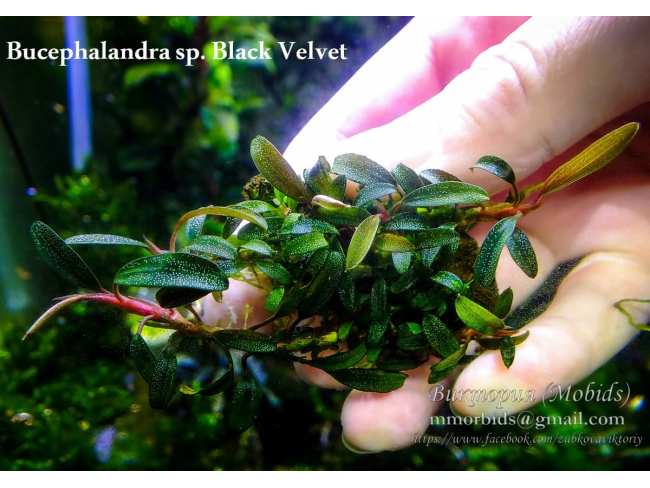 Буцефаландра Bucephalandra sp. Black Velvet