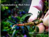 Буцефаландра Bucephalandra sp. Black Velvet