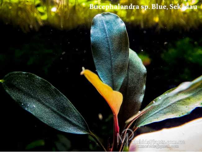 Буцефаландра Bucephalandra sp. Blue, Sekadau