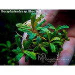 Буцефаландра Bucephalandra sp. Blue Bell Буцефаландра Bucephalandra sp. Blue Bell