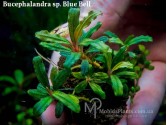 Буцефаландра Bucephalandra sp. Blue Bell
