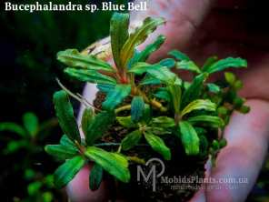 Буцефаландра Bucephalandra sp. Blue Bell