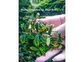 Буцефаландра Bucephalandra sp. Blue Bell Буцефаландра Bucephalandra sp. Blue Bell