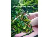 Буцефаландра Bucephalandra sp. Blue Bell Буцефаландра Bucephalandra sp. Blue Bell