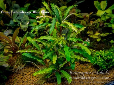 Буцефаландра Bucephalandra sp. Blue Gaia