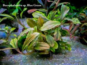 Буцефаландра Bucephalandra sp. Blue Green