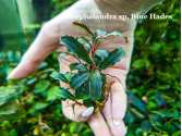 Буцефаландра Bucephalandra sp. Blue Hades