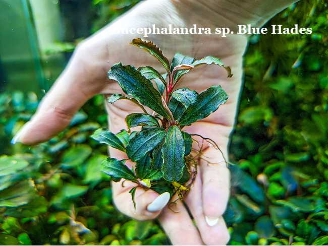 Буцефаландра Bucephalandra sp. Blue Hades