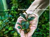 Буцефаландра Bucephalandra sp. Blue Hades