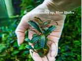 Буцефаландра Bucephalandra sp. Blue Hades