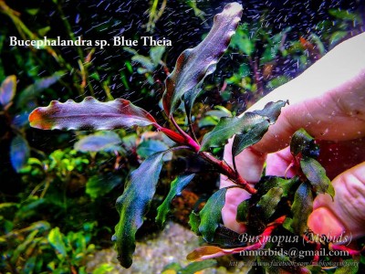 Буцефаландра Bucephalandra sp. Blue Theia