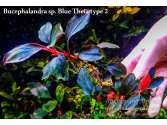 Буцефаландра Bucephalandra sp. Blue Theia type 2