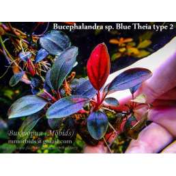 Bucephalandra