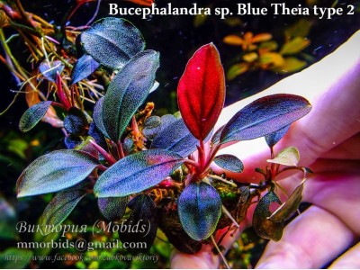 Буцефаландра Bucephalandra sp. Blue Theia type 2