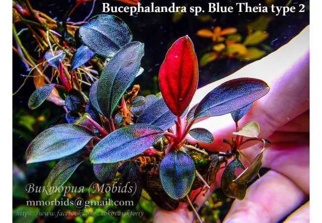 Трохи про Bucephalandra