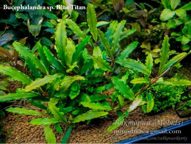 Буцефаландра Bucephalandra sp. Blue Titan