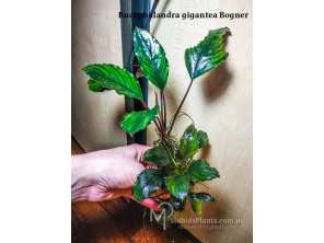 Буцефаландра Bucephalandra gigantea Bogner