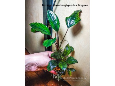 Буцефаландра Bucephalandra gigantea Bogner