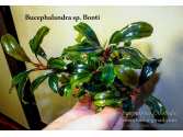 Буцефаландра Bucephalandra sp. Bonti