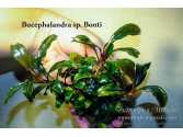 Буцефаландра Bucephalandra sp. Bonti