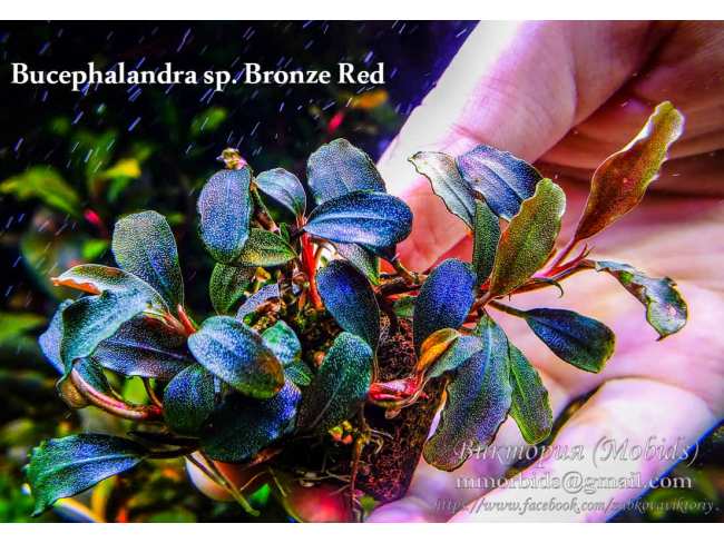 Буцефаландра Bucephalandra sp. Bronze Red