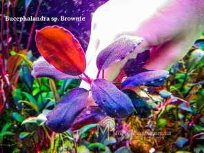 Буцефаландра Bucephalandra sp. Brownie