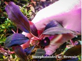 Буцефаландра Bucephalandra sp. Brownie