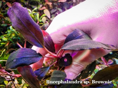 Буцефаландра Bucephalandra sp. Brownie
