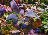 Буцефаландра Bucephalandra sp. Brownie Буцефаландра Bucephalandra sp. Brownie