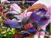 Буцефаландра Bucephalandra sp. Brownie Буцефаландра Bucephalandra sp. Brownie