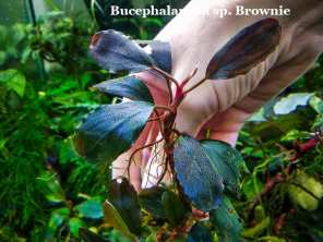 Bucephalandra sp. Brownie Bucephalandra sp. Brownie