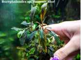 Буцефаландра Bucephalandra sp. Brownie Blue Буцефаландра Bucephalandra sp. Brownie Blue