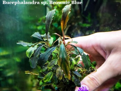 Буцефаландра Bucephalandra sp. Brownie Blue Буцефаландра Bucephalandra sp. Brownie Blue