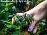 Буцефаландра Bucephalandra sp. Brownie Blue Буцефаландра Bucephalandra sp. Brownie Blue