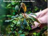 Буцефаландра Bucephalandra sp. Brownie Blue Буцефаландра Bucephalandra sp. Brownie Blue