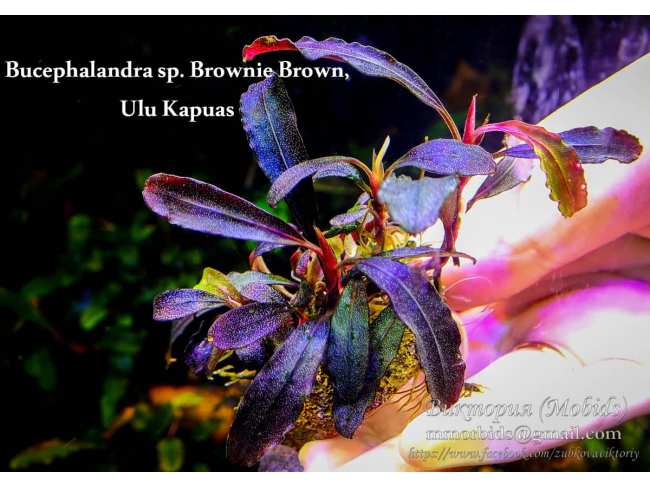 Буцефаландра Bucephalandra sp. Brownie Brown, Ulu Kapuas